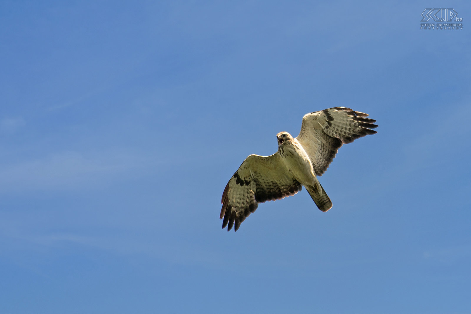 Birds - Buzzard Flighing common buzzard (Buteo buteo) at the Heuvelse Heide in my hometown Lommel. Stefan Cruysberghs